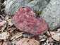 Óriás lakkostapló (Ganoderma resinaceum), Mecsek